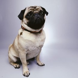 &iquest;Como se llama el hijo de Calle y Poch&eacute;? - Cuanto sabes de Calle y Poch&eacute;