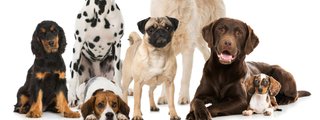 que perro seras en tu siguiente vida?