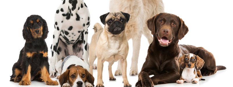 que perro seras en tu siguiente vida?