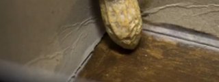 cuanto sabes sobre scp