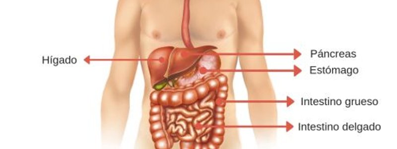 Anatomía básica del aparato digestivo