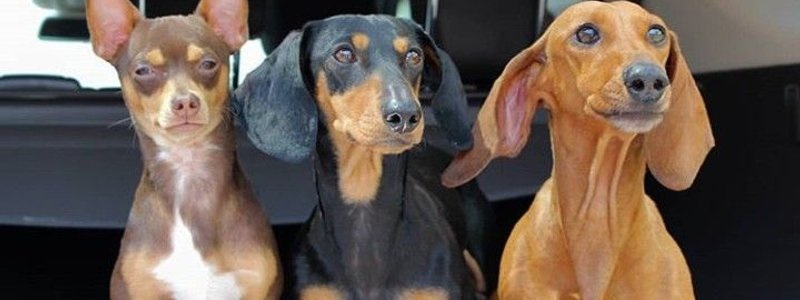 Que mascota de Los Polinesios eres 