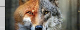 ¿A quién te pareces más? A un lobo o a un zorro?