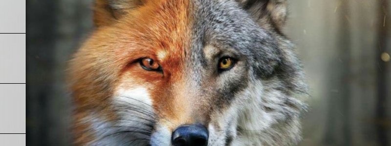 ¿A quién te pareces más? A un lobo o a un zorro?