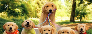 ¿Que perro eres?