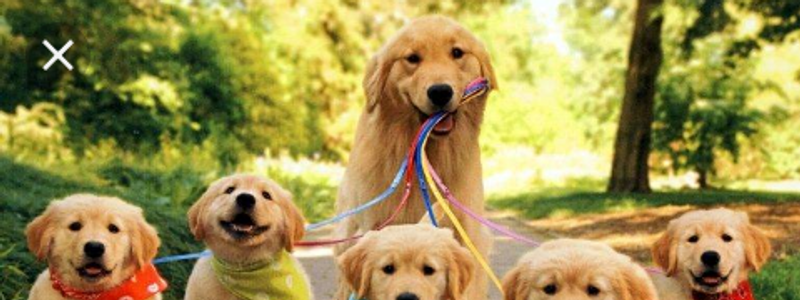 ¿Que perro eres?