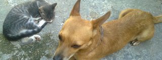 MIS MEJORES AMIGOS VALE POLINESIA