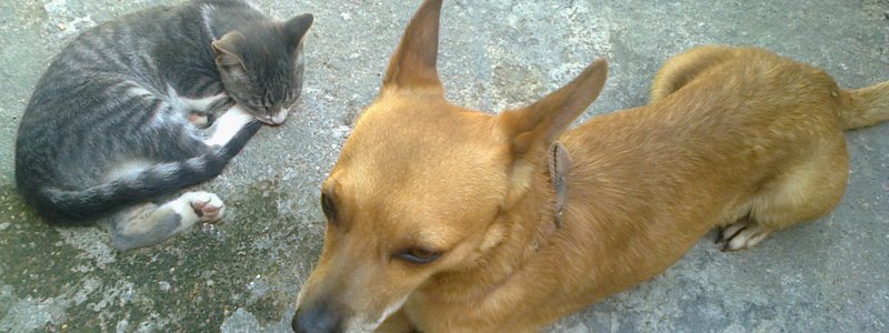 MIS MEJORES AMIGOS VALE POLINESIA