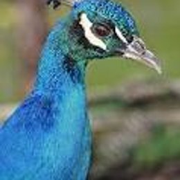 Que paso primero - Cuanto sabes de tu planeta