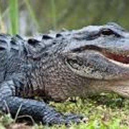 Un caiman es pariente del cocodrilo? - Cuanto sabes de tu planeta
