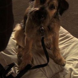 Como se llama el perro de Chuck? - Eres el fan n&uacute;mero 1 de gg?