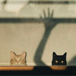 Como se llaman sus mascotas  - Cuanto conoces a Rubius? 2019