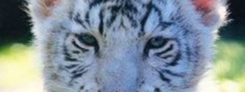 puto no mentira que tigre eres wey