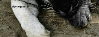que tigre eres 