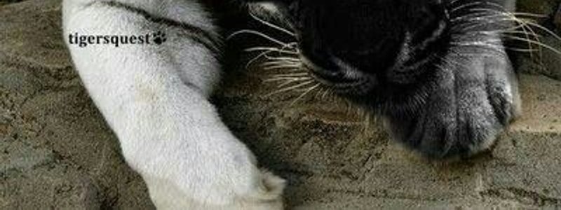 que tigre eres 