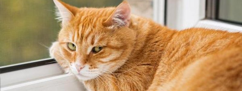 Que tipo de gato eres según tu personalidad? :3