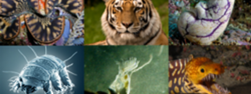 que animal norteamericano eres