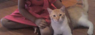 mi gato que nolo allamos 