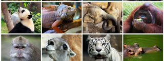 Trivia de animales