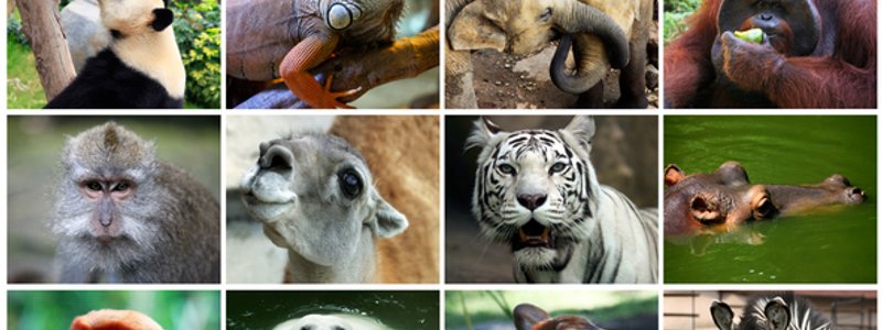 Trivia de animales