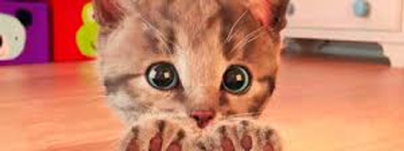 cuanto sabes de gatitos 