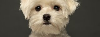 Conoces a tu perro?
