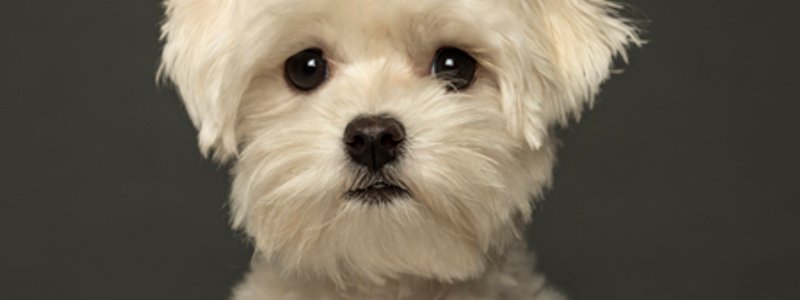 Conoces a tu perro?