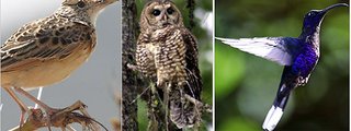 What type of bird are you?