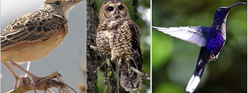 What type of bird are you?