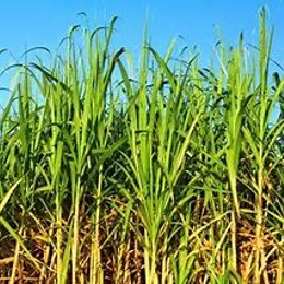 En que lugar se ubica el Ingenio Riopaila Castilla?? - &iquest;Cuanto sabes sobre Colombia?