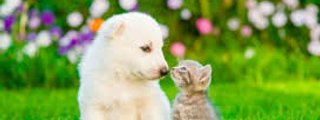eres perro o gato