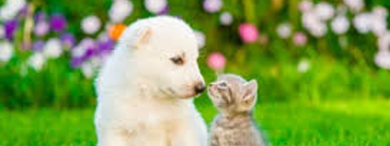 eres perro o gato