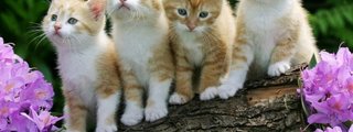 Que personaje de bia eres