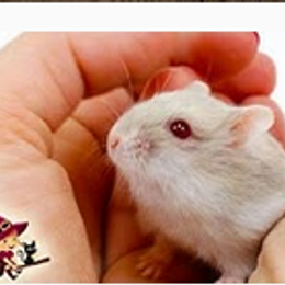 &iquest;Quien es una ratita? - &iquest;Que raton eres?