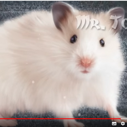 &iquest;Que es esto? - &iquest;Que raton eres?