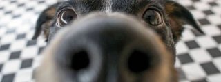 Descubre que rasa de perro eres