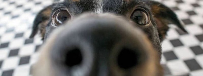 Descubre que rasa de perro eres