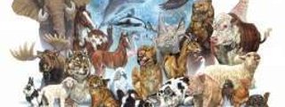 Test sobre clasificación de los animales según su alimentación