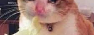 Que tan tonto eres