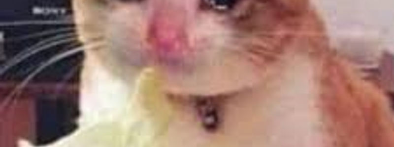 Que tan tonto eres