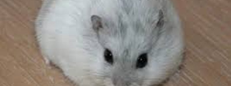 Cuanto sabes sobre los h&aacute;sters