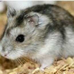 Qu&eacute; h&aacute;msters son los m&aacute;s grandes  - Cuanto sabes sobre los h&aacute;sters