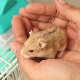 A un h&aacute;mster se le puede agarrar desde arriba - Cuanto sabes sobre los h&aacute;sters