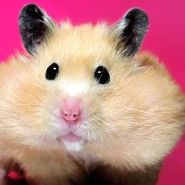 Aproximadamente cuanto miden los h&aacute;msters rusos  - Cuanto sabes sobre los h&aacute;sters