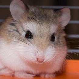 Con qu&eacute; pueden hacer ejercicio y entretenerse  - Cuanto sabes sobre los h&aacute;sters