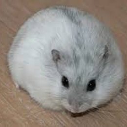 Qu&eacute; comen todos los dias? - Cuanto sabes sobre los h&aacute;sters