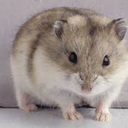 Los h&aacute;msters pueden comer brocoli? - Cuanto sabes sobre los h&aacute;sters