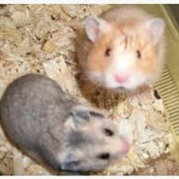 Pueden estar 2 h&aacute;msters en la misma jaula  - Cuanto sabes sobre los h&aacute;sters