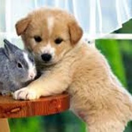 &iquest;Qui&eacute;n es su mascota y mejor amigo? - &iquest;Qu&eacute; tanto sabes de ElTrollino?