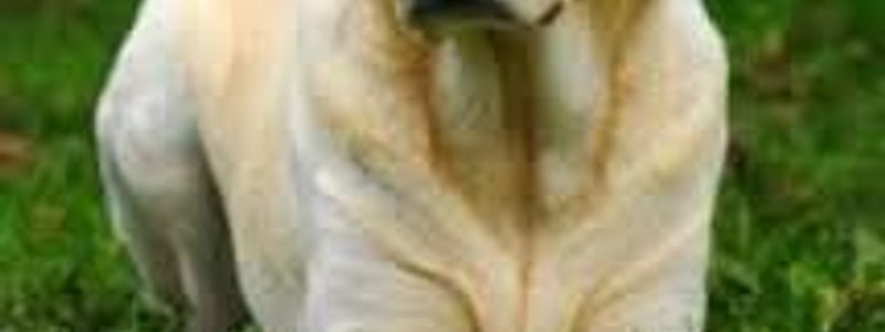 Cuanto sabes de los  perros?